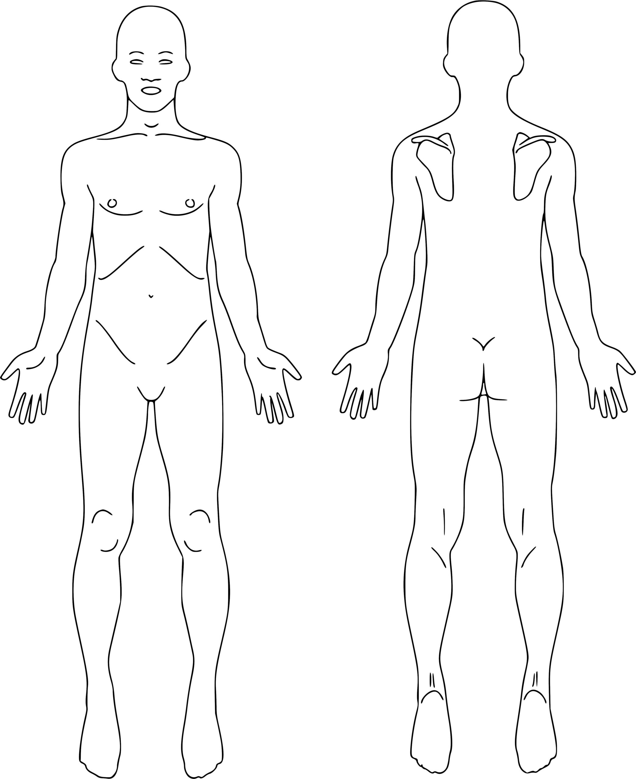Lámina anatómica para mapa clínico en XoluMED